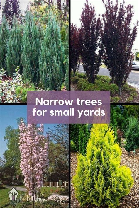 Narrow Trees For Small Yards That Pack A Punch Front Yard Landscaping