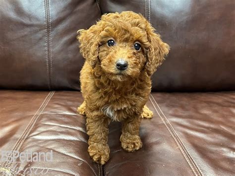 This loving goldendoodle puppy has a sweet nature about him that will draw you in and melt your. F2 MINI GOLDENDOODLE-DOG-Male-Red-2741674-Petland Frisco, TX