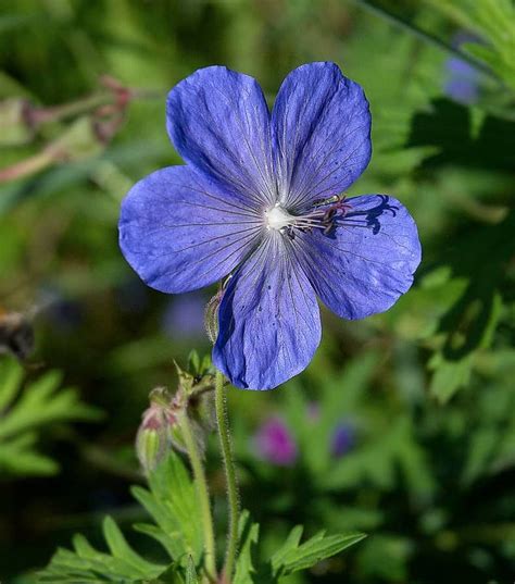 15 Of The Best Easy Care Perennials With Beautiful Blue Flowers With