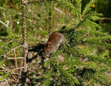 Long Tailed Vole Life Expectancy