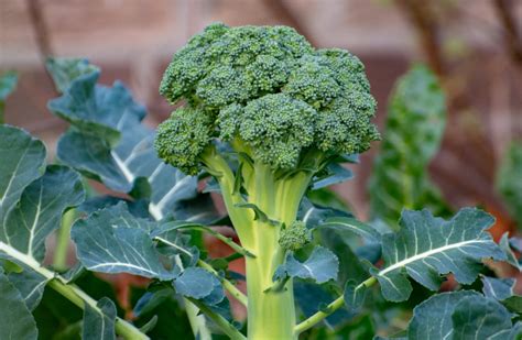 Stages Of Growing Broccoli