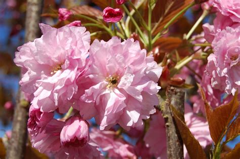 Prunus Serrulata Kwanzan Pink Flowering Cherry Best Flower Site