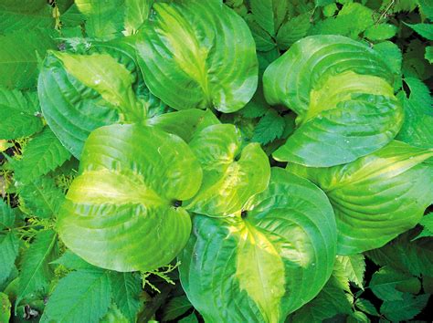 It could be hosta virus x, now at epidemic proportions in the united states. Mango Tango Hosta