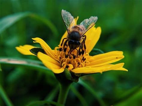 Wasp On Yellow Petaled Flower Photo Free Bee Image On Unsplash Bee