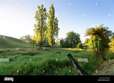 Early Morning In A Rural Area In New Zealand Stock Photo Alamy