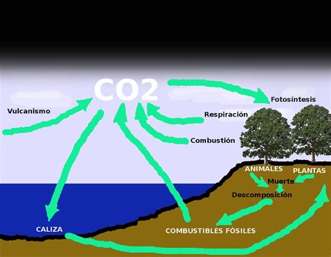 La Ecologia Y El Mundo Ciclo Del Carbono