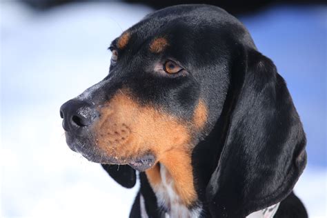 Black And Tan Coonhound Dog Breed Characteristics And Care