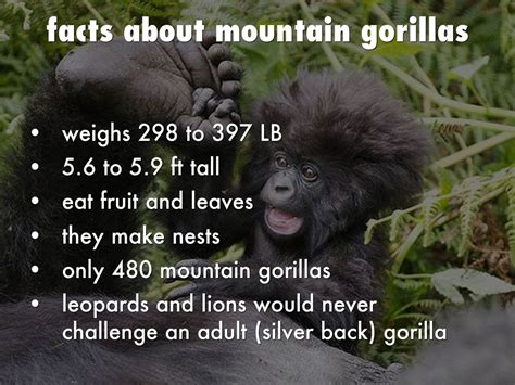 Mountain Gorillas By Christy Robbins