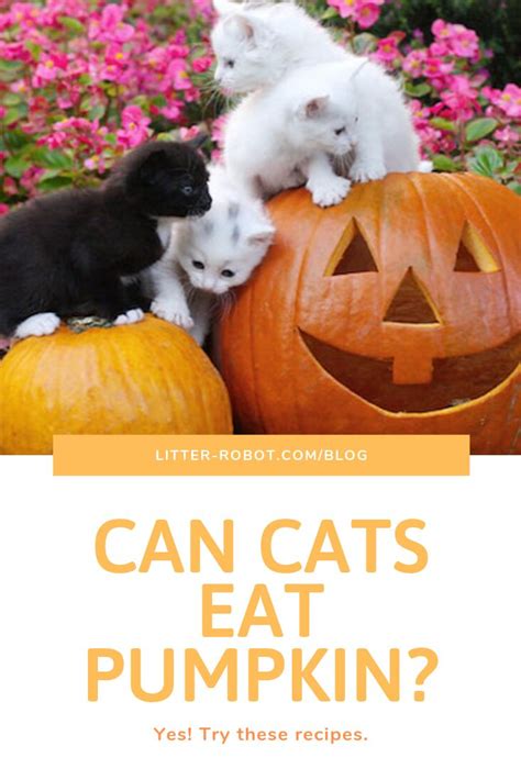 While cats and dogs will typically enjoy many health benefits from eating pumpkin, please check with your veterinarian before deciding that. Can Cats Eat Pumpkin? Yes - Try These Recipes | Can cats ...