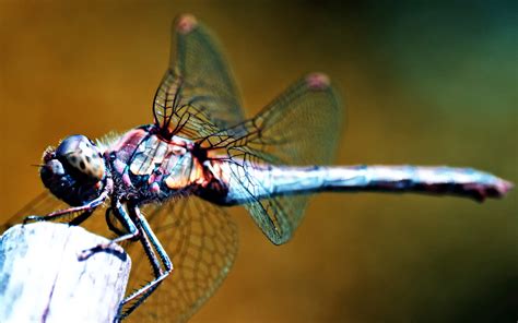 DragonfLy Screensavers And Wallpaper 43 Images