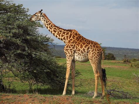 What Do Giraffes Eat Discover The Giraffe Diet With Photos