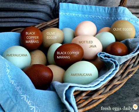 a rainbow of egg colors best egg laying chickens egg laying chickens chicken egg colors