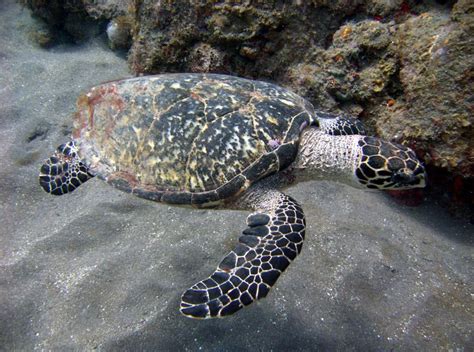 One of the smaller species of sea turtles is the hawksbill sea turtle. Hawksbill sea turtle - Wikipedia