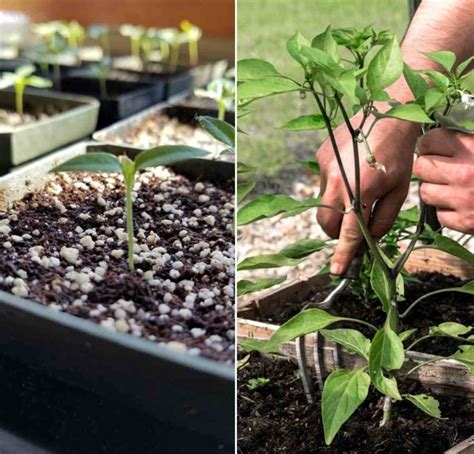 Growing Peppers In Pots From Seed And Cuttings Gardening Tips