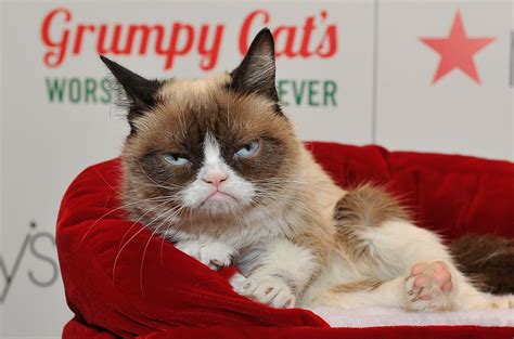 Grumpy Cats Lifetime Holiday Movie Claws Out For Claus The Washington Post