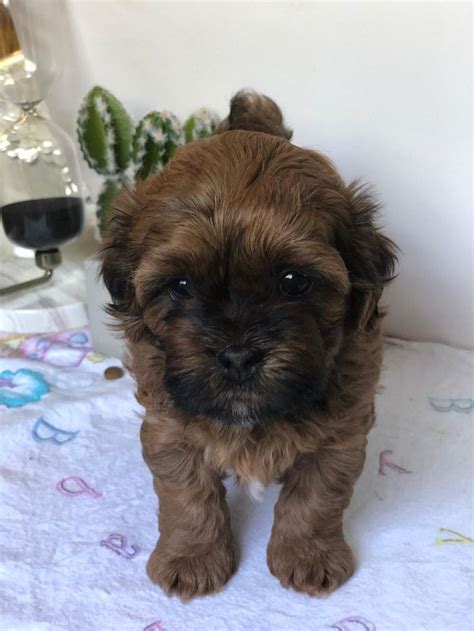 Find eurasier puppies and dogs for sale & rehome in the uk near me. Shih-Poo Puppies For Sale | Selden, NY in 2020 | Shih poo ...