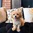 Maltipoo Puppies For Sale In Michigan  Top 5 Breeders 2020 We Love