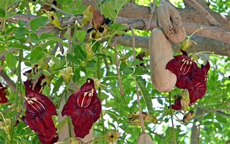 Kigelia Pinnata 8 Seeds African Sausage Tree Kigelia Africana Bonsai