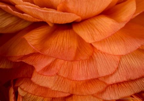 Petals Of Some Orange Ranunculuses Beautiful Flower Pictures Blog