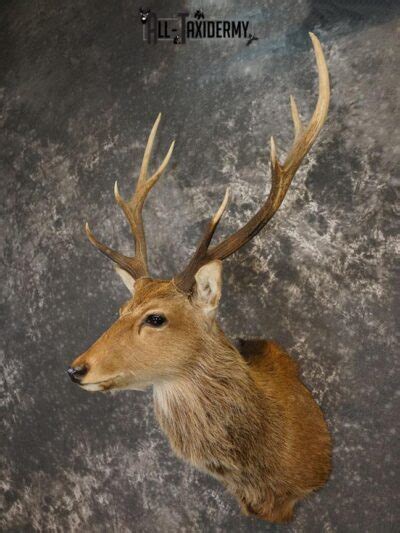 Sika Deer Taxidermy Mount For Sale Sku 2210 All Taxidermy