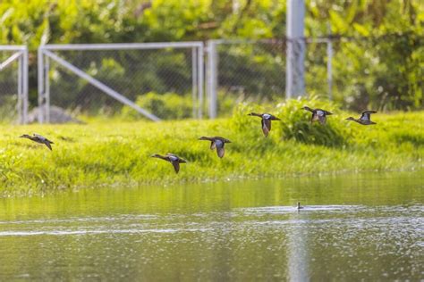 Preserving Wetlands For The Birds Trinidad And Tobago Newsday