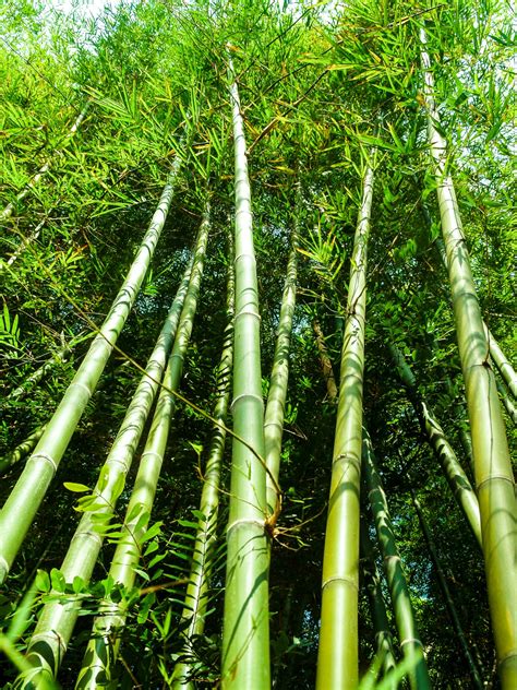 Free Images Nature Forest Green Bamboo Background Leaf Tree