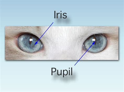 Blog About Cats: Cat Eye Color Change