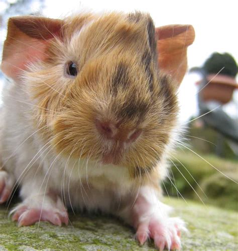 Peruaner meerschweinchen sind eine der ältesten rassen und wurden erstmals in paris beschrieben. Meerschweinchen Babys abzugeben in remagen | Tiere ...