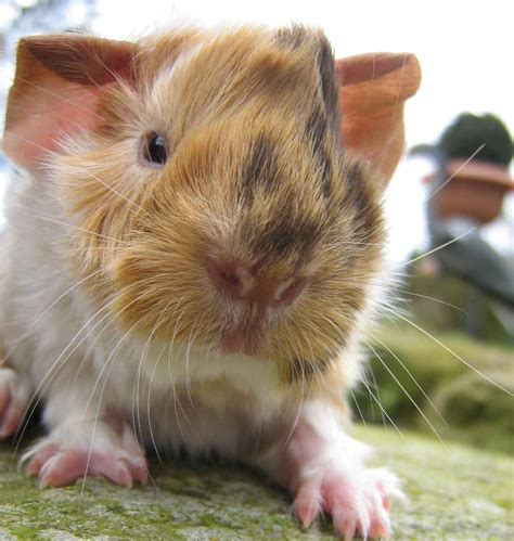 Peruaner haben langes fell und einen poney deswegen ist es wichtig das es dem meerschweinchen im sommer nicht zu heiß wird. Meerschweinchen Babys abzugeben in remagen | Tiere ...