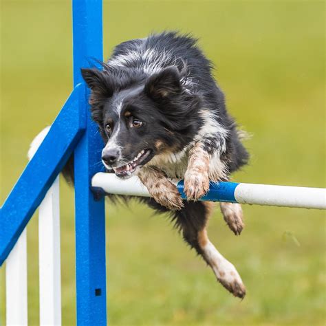 Agilitycanines Aussie Cattle Dog Dog Agility Sporting Dogs