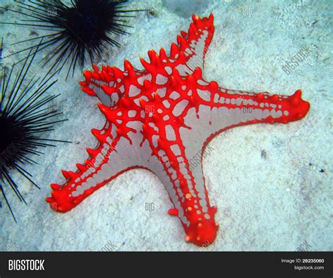 Red Knobbed Starfish Image And Photo Free Trial Bigstock