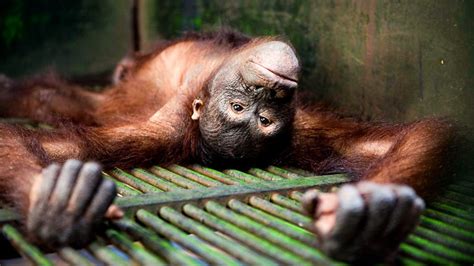 Bbc Two Natural World Orangutans Extinction Is Forever
