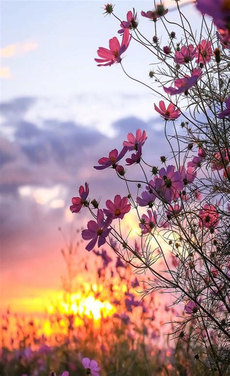 Pin By Ivanka Kostova On Sunset Beautiful Flowers Amazing Nature