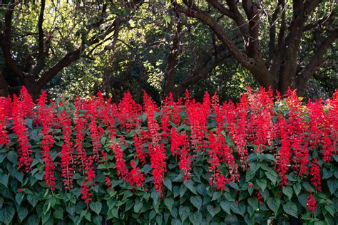 Red Salvia Plant Care And Growing Guide
