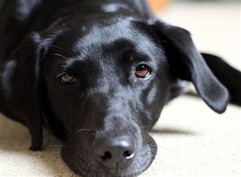 Black solid black german shorthaired pointer. Net ons Zoë... | Lab puppies, Black lab puppies, Black dog