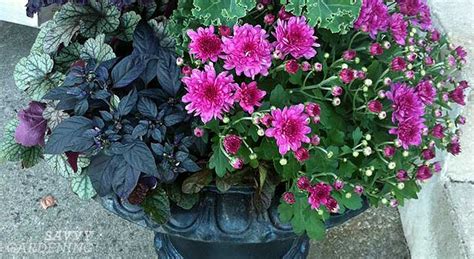 Create A Moody Fall Container With Black Purple And Other Dark Hued Plants