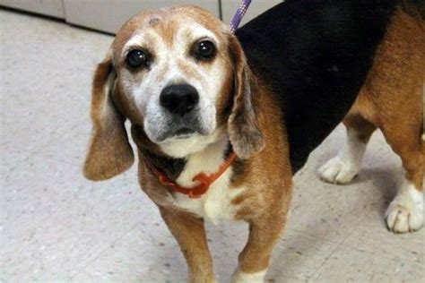 160 Best Lost And Found Beagles Bassets Hounds Images On