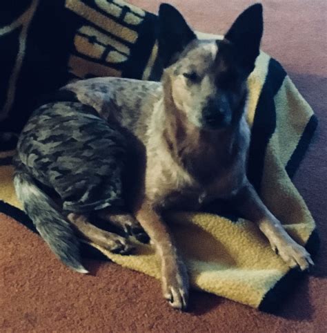 Common heat lamps are often blamed for barn fires, scorched wool and overheating. Maui red heeler in Heat drawers | Australian cattle dog ...