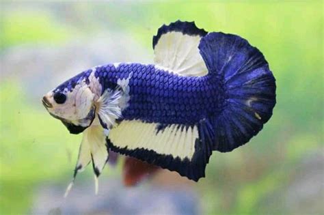 Urutan mutasi ikan cupang blue rim. 43+ Gambar Ikan Cupang Blue Rim, Koleksi Terpopuler!