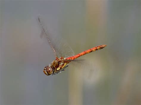 British Dragonflies Common Darter Wildlife Insight