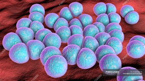 Streptococcus Pneumoniae Bacteria Neumococos Ilustración Por