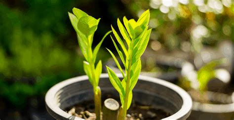 Instead, they provide a cool, shaded area of indirect light perfect for ferns and other plants with low. The 14 Best Plants for North-facing Windows | Plantophiles