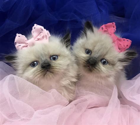 Cute Baby Kittens For Free How To Adopt Kittens 10 Kitten Adoption Do