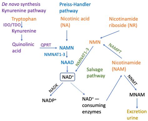 Ijms Free Full Text The Central Role Of The Nad Molecule In The