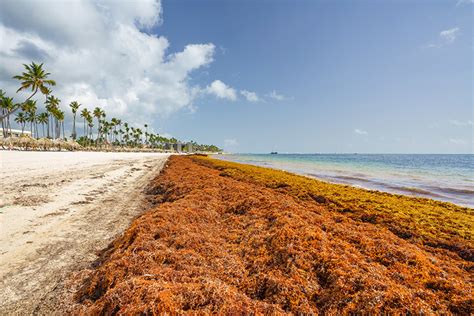 Playacar Hotels To Fight Sargassum With Drones Satellites Travel Agent Central