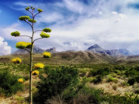 Camping Worlds Guide To Rving Big Bend National Park Rv Campers For Sale