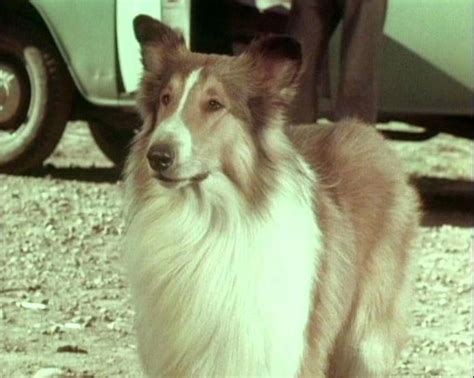 Actor`s Page Lassie Watch Free Movies Whose Line Is It Anyway