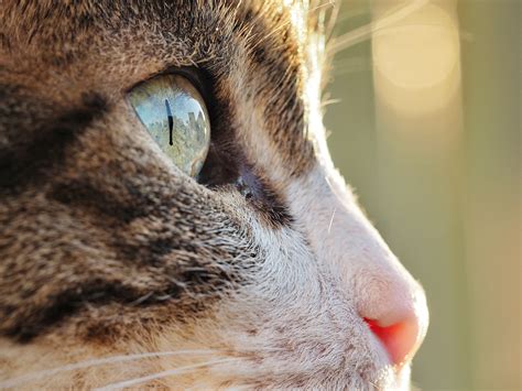 Cat Eye Infections And How To Treat Them