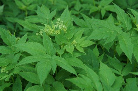 Elle s'est promenée pendant une heure et puis elle est rentrée. Plantes sauvages comestibles, un potager offert