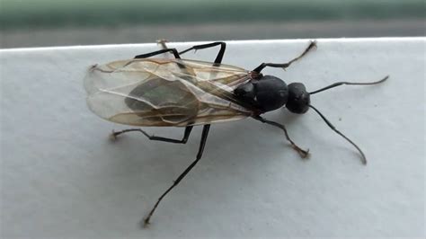 Black Carpenter Ant Formicidae Camponotus Winged Male Youtube